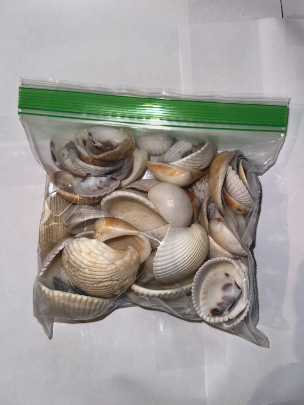 Bag Full of Florida Seashells